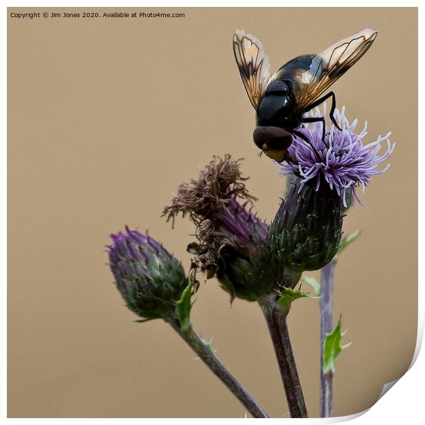 Bee doing what bees do, squared! Print by Jim Jones