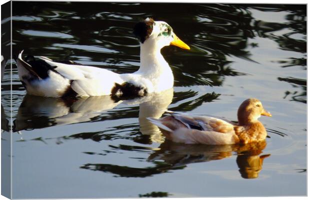 Swiming Ducks  Canvas Print by Ian Pettman