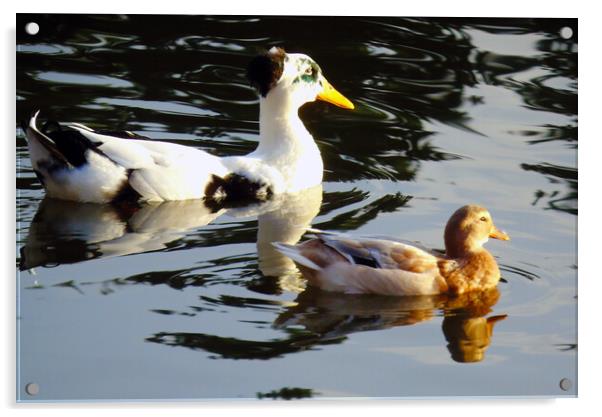 Swiming Ducks  Acrylic by Ian Pettman
