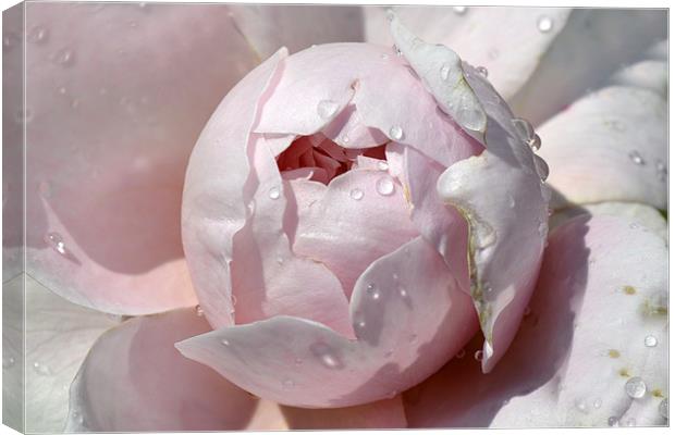 Pink Drops Canvas Print by Donna Collett