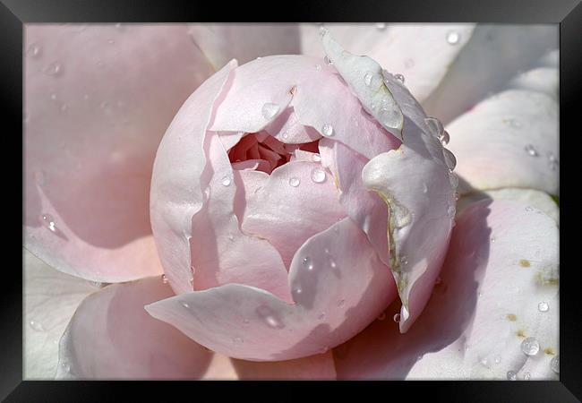 Pink Drops Framed Print by Donna Collett
