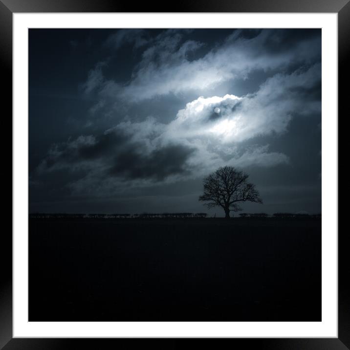 Moon washed oaktree  Framed Mounted Print by Steve Taylor