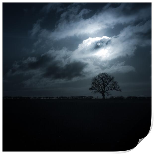 Moon washed oaktree  Print by Steve Taylor