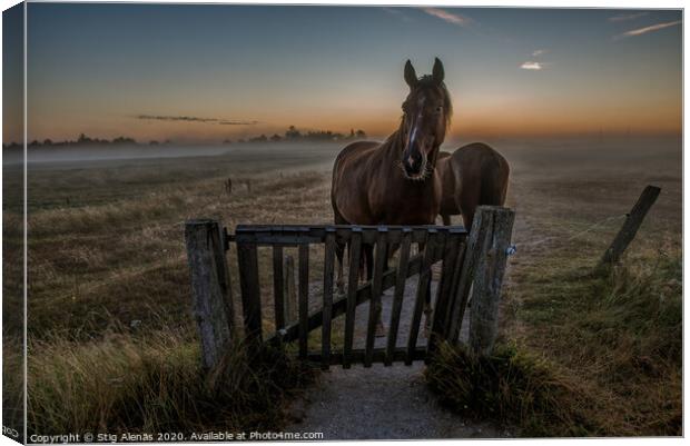 Horses standing at a gate a misty morning  Canvas Print by Stig Alenäs
