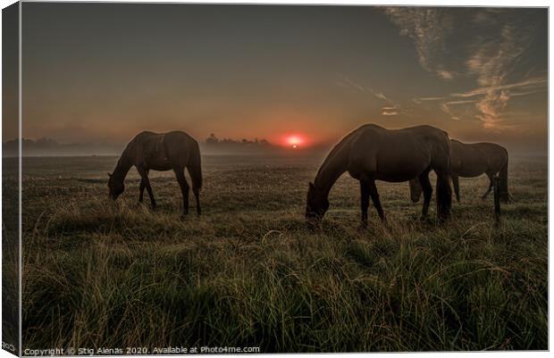 Horses grazing an early morning in the misty sunrise Canvas Print by Stig Alenäs