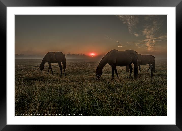 Horses grazing an early morning in the misty sunrise Framed Mounted Print by Stig Alenäs