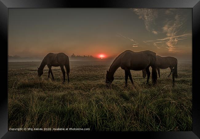Horses grazing an early morning in the misty sunrise Framed Print by Stig Alenäs