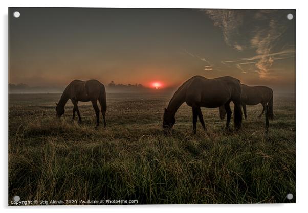 Horses grazing an early morning in the misty sunrise Acrylic by Stig Alenäs