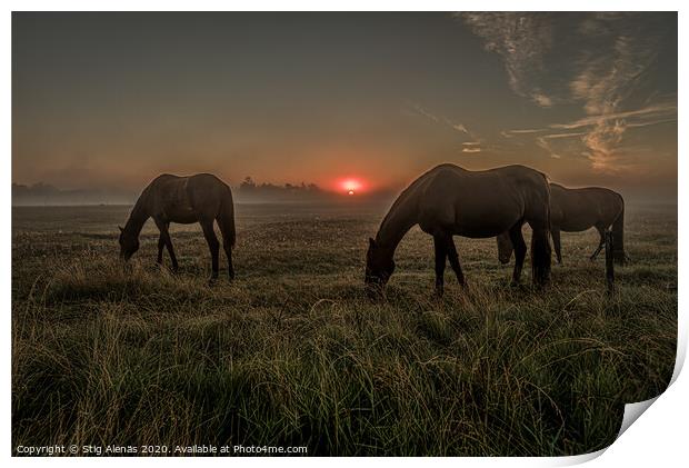 Horses grazing an early morning in the misty sunrise Print by Stig Alenäs