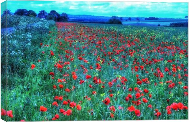 Monet poppy fields  Canvas Print by Steve Taylor