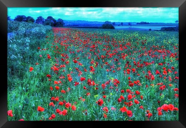 Monet poppy fields  Framed Print by Steve Taylor