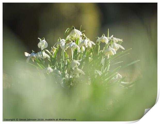 Snowdrops in the mist Print by Simon Johnson