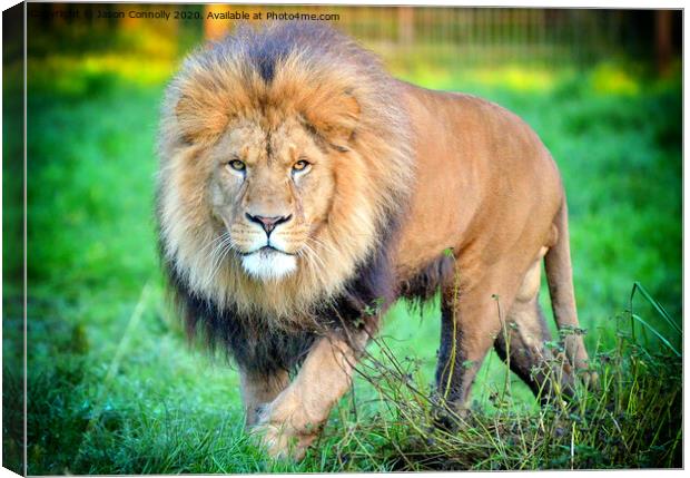 African Lion. Canvas Print by Jason Connolly