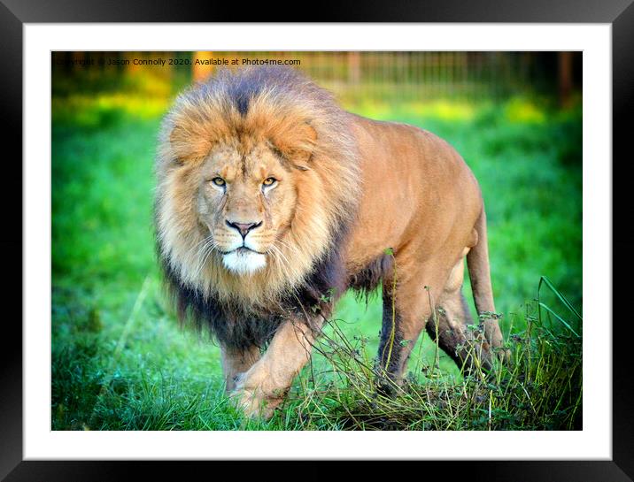 African Lion. Framed Mounted Print by Jason Connolly
