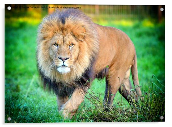 African Lion. Acrylic by Jason Connolly