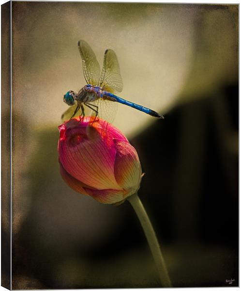 The Lotus and The Dragonfly Canvas Print by Chris Lord