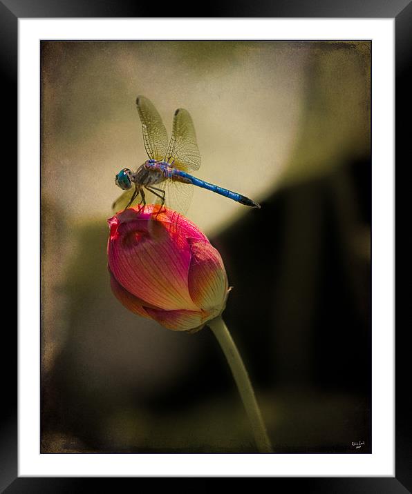 The Lotus and The Dragonfly Framed Mounted Print by Chris Lord