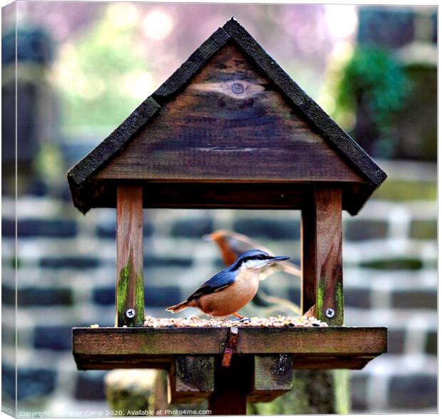 Nuthatch and Robin Canvas Print by Trevor Camp