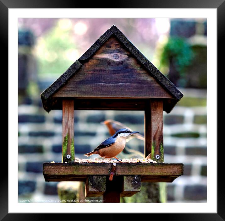 Nuthatch and Robin Framed Mounted Print by Trevor Camp