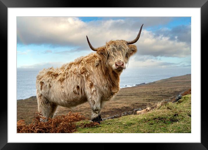 Highland Cow Framed Mounted Print by Alan Simpson