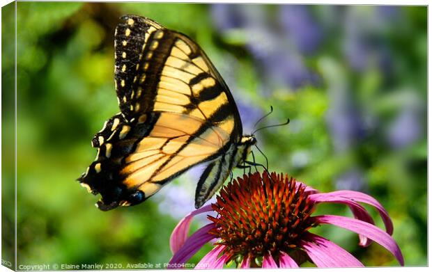 Tiger Swallowtail Butterfly Canvas Print by Elaine Manley