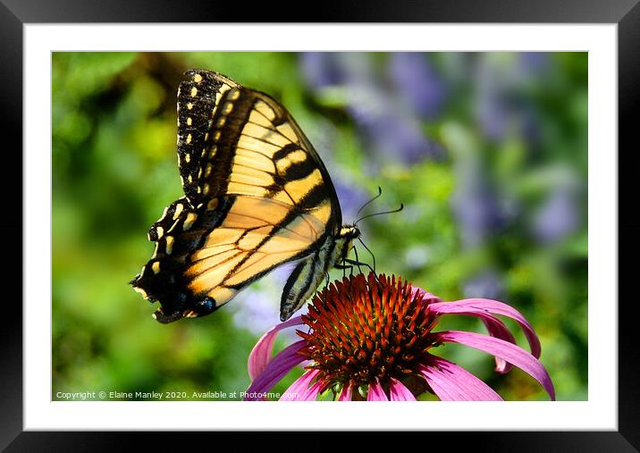 Tiger Swallowtail Butterfly Framed Mounted Print by Elaine Manley