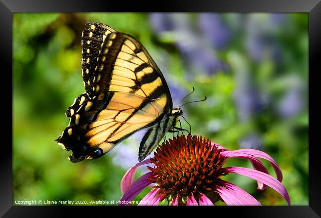 Tiger Swallowtail Butterfly Framed Print by Elaine Manley
