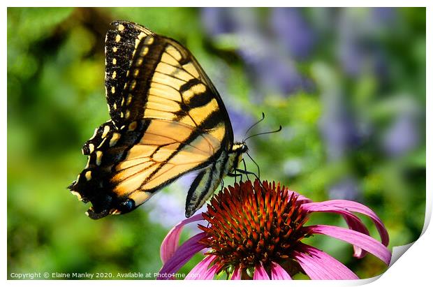 Tiger Swallowtail Butterfly Print by Elaine Manley