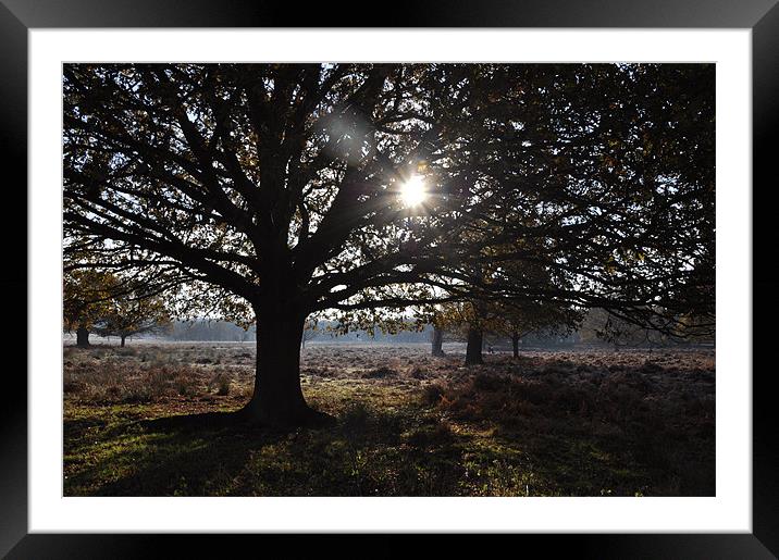 Sunny Trees in Richmond Park Framed Mounted Print by Lise Baker