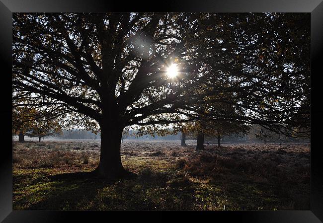 Sunny Trees in Richmond Park Framed Print by Lise Baker
