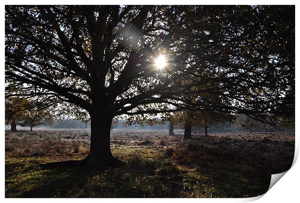 Sunny Trees in Richmond Park Print by Lise Baker