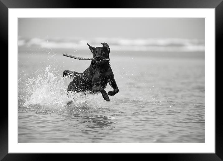 Fetch - Black Labrador Framed Mounted Print by Simon Wrigglesworth