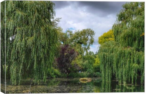 Gooderstone Willows Canvas Print by Jacqui Farrell