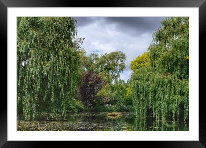Gooderstone Willows Framed Mounted Print by Jacqui Farrell