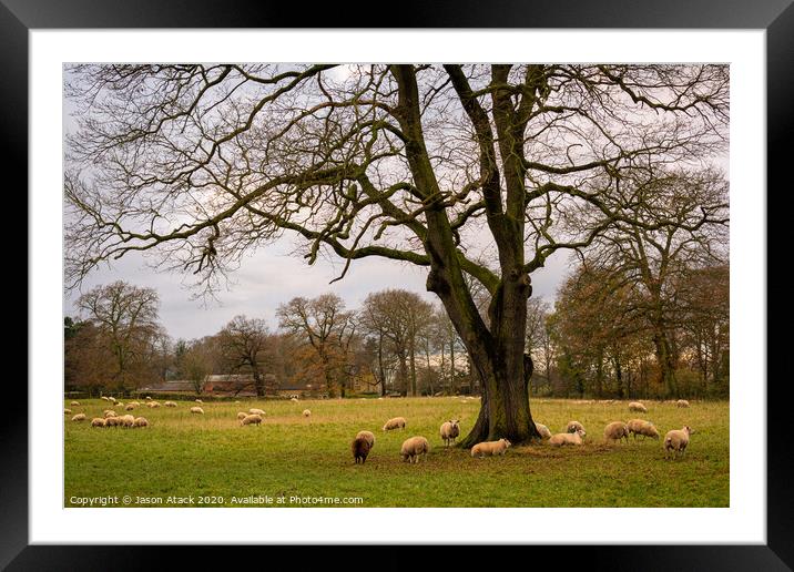 Sheep Framed Mounted Print by Jason Atack