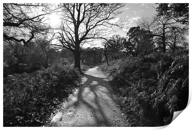 Sunny Path in Richmond Park Print by Lise Baker