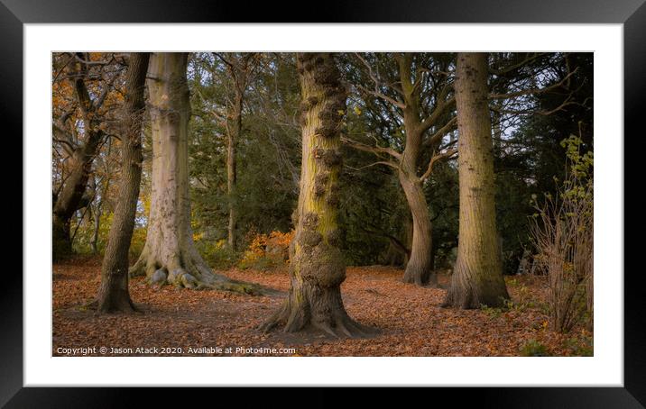 Autumn Trees Framed Mounted Print by Jason Atack