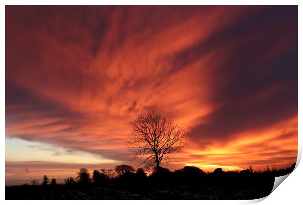 Tree silhouette and sunrise Print by Simon Johnson