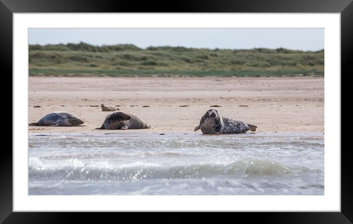 Family of grey seals Framed Mounted Print by Jason Wells