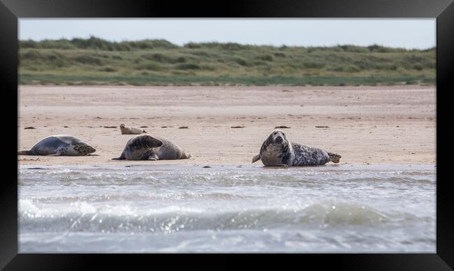 Family of grey seals Framed Print by Jason Wells