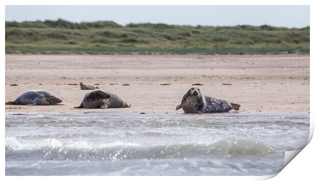Family of grey seals Print by Jason Wells