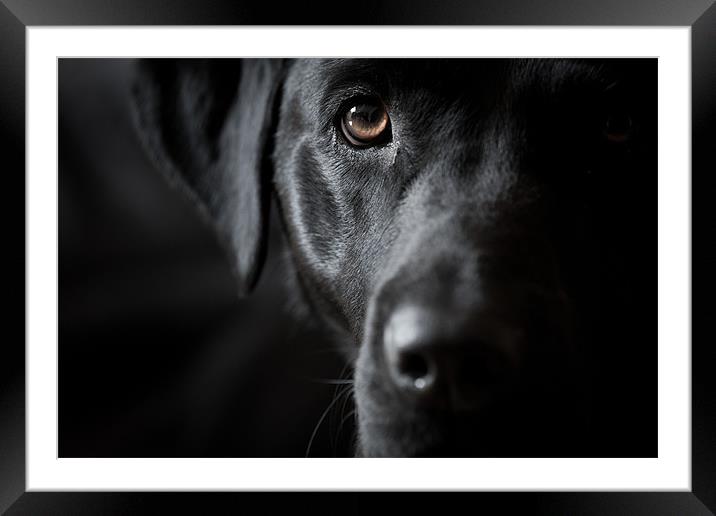 The Look - Black Labrador Framed Mounted Print by Simon Wrigglesworth