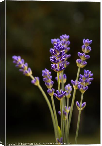 Fragrant Lavender Blooms Canvas Print by Jeremy Sage