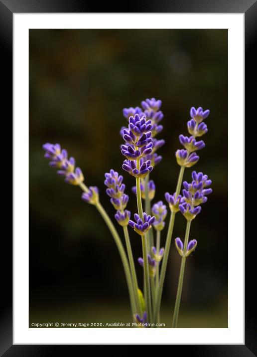 Fragrant Lavender Blooms Framed Mounted Print by Jeremy Sage