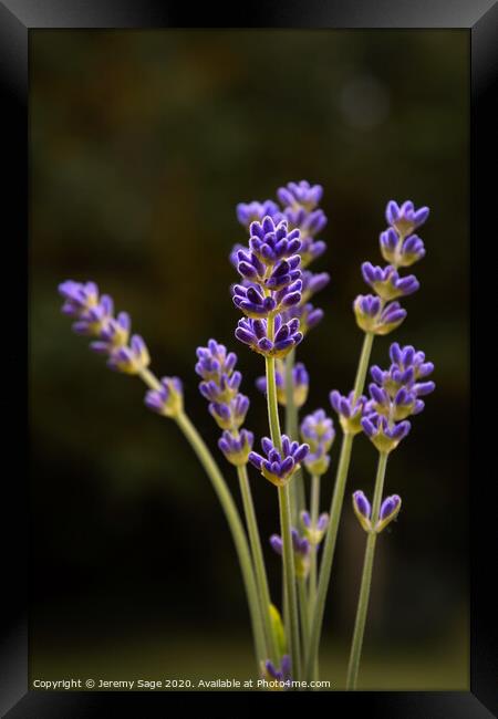 Fragrant Lavender Blooms Framed Print by Jeremy Sage