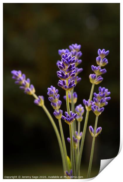 Fragrant Lavender Blooms Print by Jeremy Sage