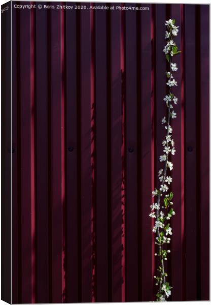 Plum and fence. Canvas Print by Boris Zhitkov