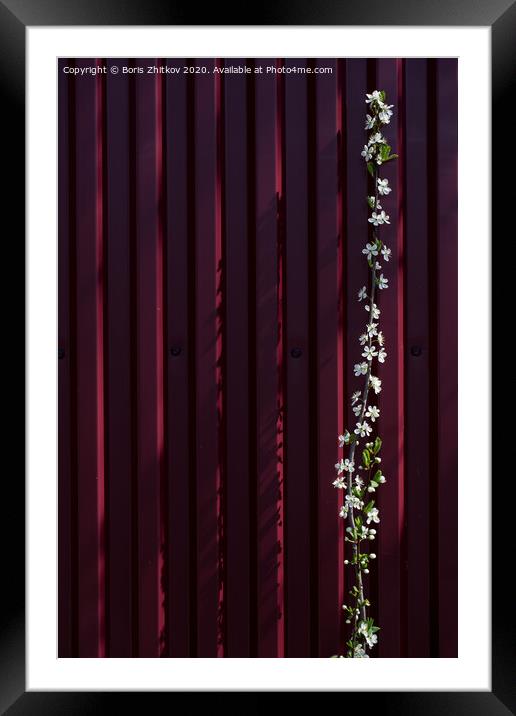 Plum and fence. Framed Mounted Print by Boris Zhitkov