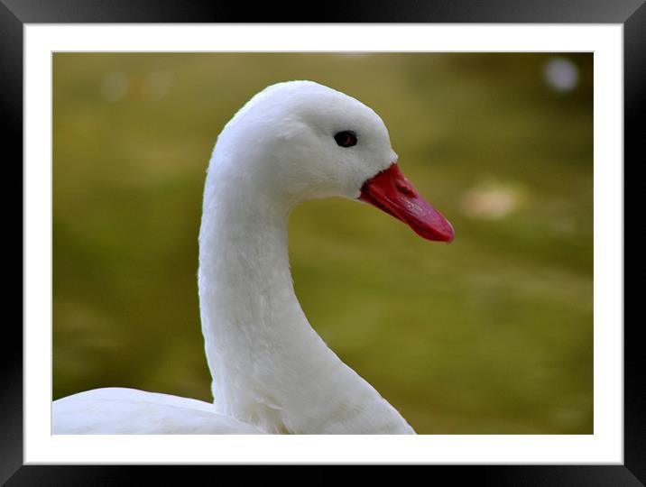 Coscoroba White Swan in Cotswold Wildlife Park Framed Mounted Print by Adam Thwaites