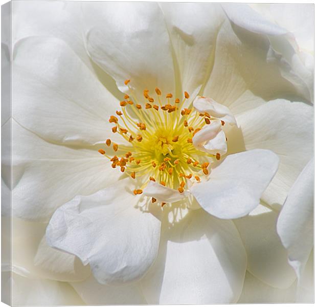 White Rose Canvas Print by Jacqi Elmslie